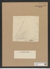 Diatomeae indet. Zeichnungen Sammlung Grunow Nr. 7537 (NHMW-BOT-W0376676)